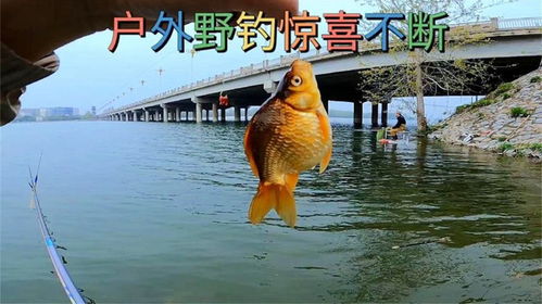 大马哈鱼垂钓技巧：小森生活钓法攻略