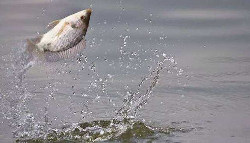 大马哈鱼垂钓技巧：小森生活钓法攻略