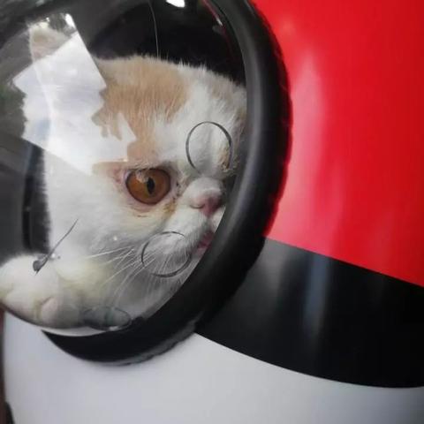 遇见猫咪命名技巧：猫咪改名方法全解析