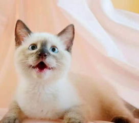 遇见猫咪圈触发攻略详解