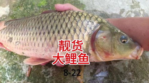 小森生活鲤鱼功效全解