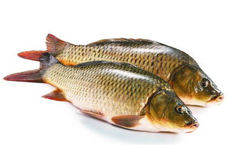 小森生活鲤鱼功效全解