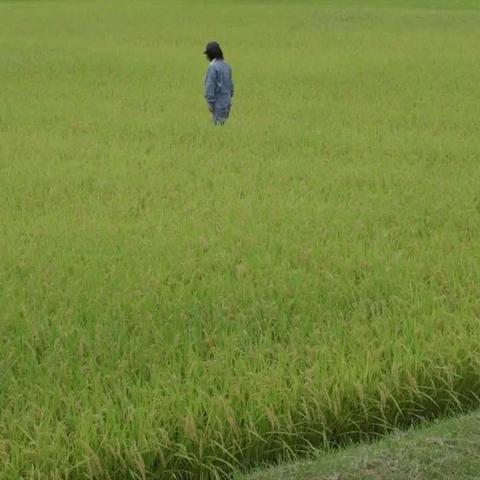 小森生活超级农作物功效与利润解析