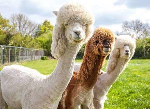 小森生活羊驼毛卷制作法一览