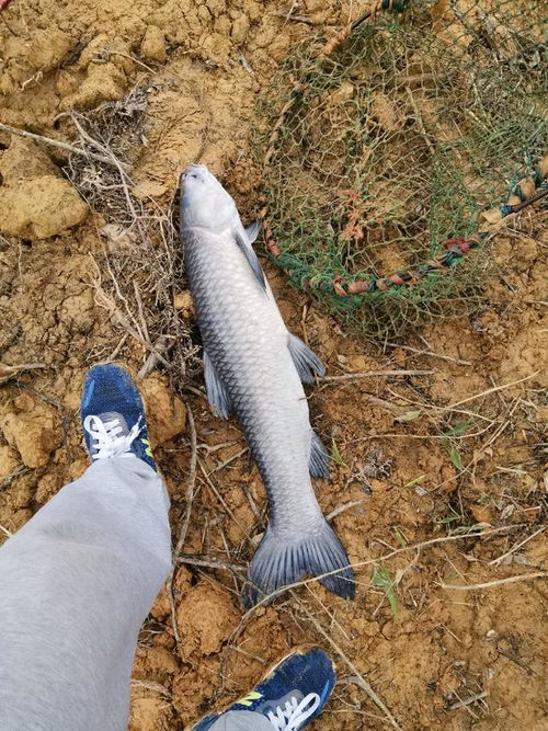 小森生活鲶鱼王钓点定位