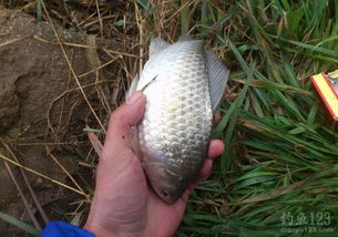 小森生活鳊鱼王钓法攻略