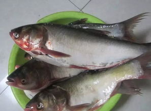 小森生活鲢鱼功效解析