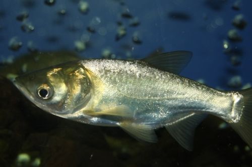 小森生活鲢鱼功效解析