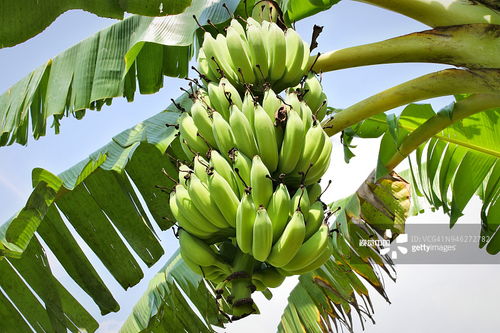 小森生活香蕉种植地分布，香蕉树更新周期