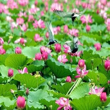 江湖悠悠荷花蛋制作秘籍