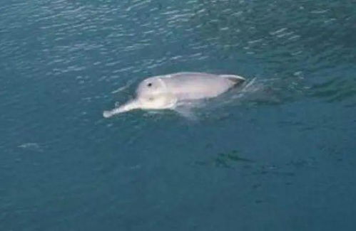 大马哈鱼分布：小森生活密集区域盘点