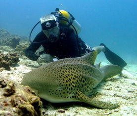 大马哈鱼分布：小森生活密集区域盘点