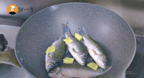 小森生活鳊鱼垂钓技巧，鳊鱼丰富水域