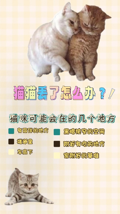 猫咪失踪应对攻略 萌宅必备