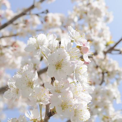 萌宅便当搭配秘籍