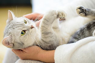 《萌宅秘籍：如何抚摸猫咪 撸猫技巧攻略》