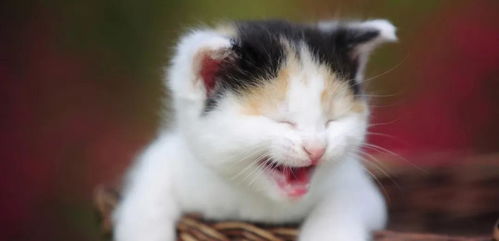 《萌宅秘籍：如何抚摸猫咪 撸猫技巧攻略》