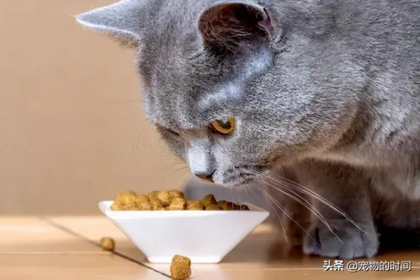 猫咪喂食攻略：萌宅必备猫咪饲养技巧