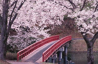 光遇禁阁赏花地点揭秘