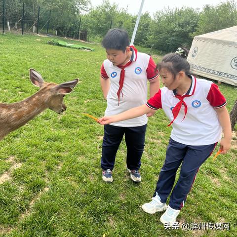 小森生活彩虹羊驼刷新时间揭晓
