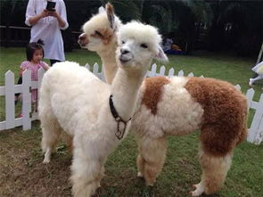 小森生活羊驼养殖技巧分享