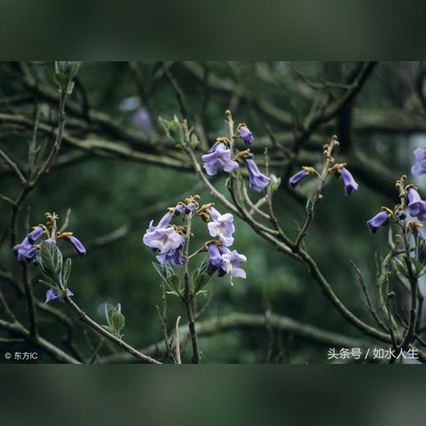 光遇大铃铛先祖位置及换值攻略