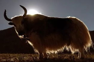 小森生活水牦牛位置揭秘