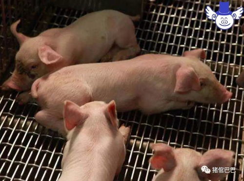 像素时代养猪攻略：牲畜养殖技巧