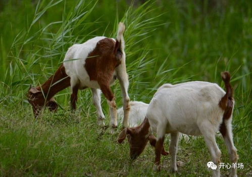 像素时代养羊攻略:牲畜养殖技巧 像素时代养羊攻略:牲畜养殖技巧