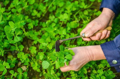 老农种树种子成长树种植技巧