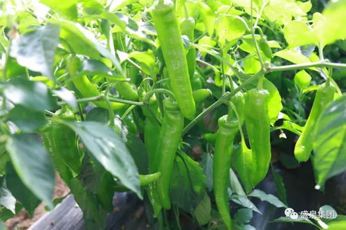 老农种树种子成长树种植技巧