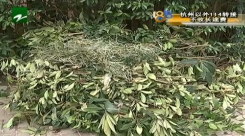 老农送树籽邻居赠法