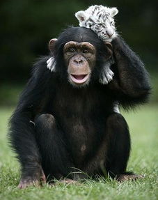 烧脑大师第97关猩猩尾巴答案攻略