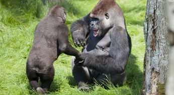 烧脑大师第97关猩猩尾巴答案攻略