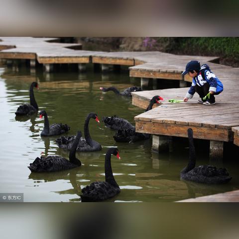 烧脑大师85关1000元挑战攻略