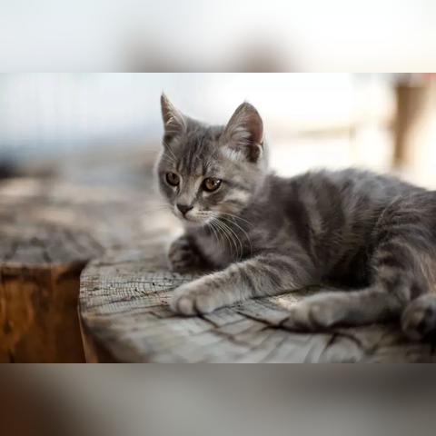 《修仙模拟器》动物养育秘籍攻略