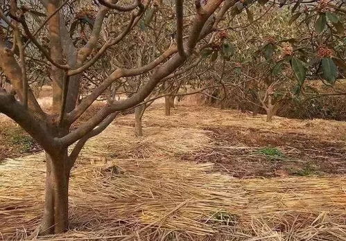 老农分享树种子给邻居技巧