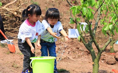 老农种树续缘有何妙用？