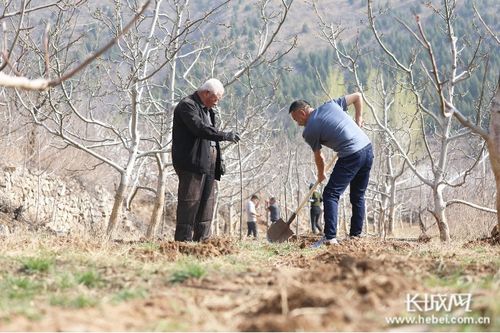 老农种树续缘有何妙用？