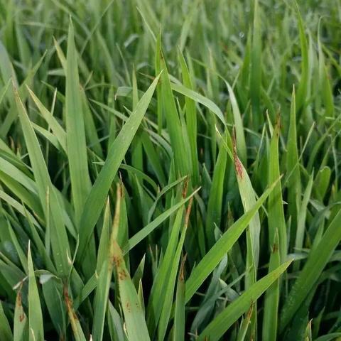 元素方尖初始刷法攻略