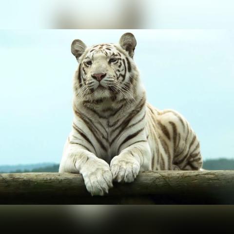 方舟指令白虎技能属性解析攻略