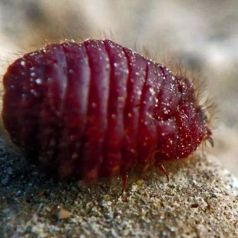 梦想新大陆宠物染色技巧分享 梦想新大陆宠物染色技巧分享