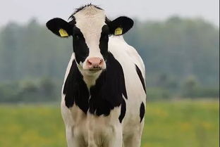 奶牛镇余少纶婚后生活揭秘：婚姻攻略全解析