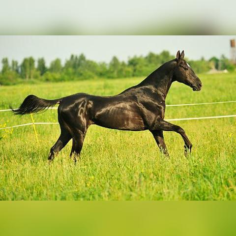 剑与远征英雄品质提升攻略