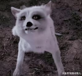 灵猫传英嘤嘤攻略核心揭秘