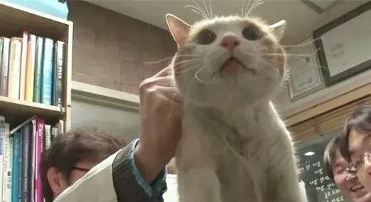 灵猫传橘舌舌属性攻略