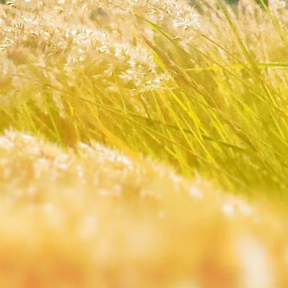 妄想山海胡荽获取方法及采集地点