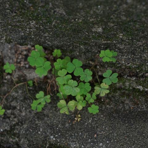 四叶草剧场许愿选谁？最强角色盘点