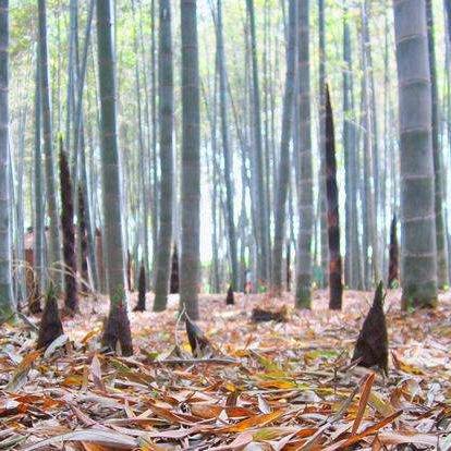 天涯明月刀手游竹笋闷肉食谱攻略