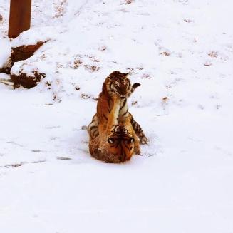 妄想山海神雕位置揭秘：百年神雕详述
